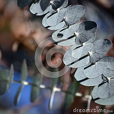 Blue grey foliage of the Australian native Silver Drop Eucalyptus Stock Photo