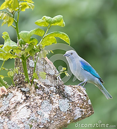 Blue-grey tanger Stock Photo