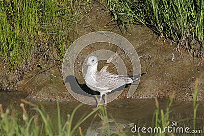 Blue gulls over a narrow channel Stock Photo