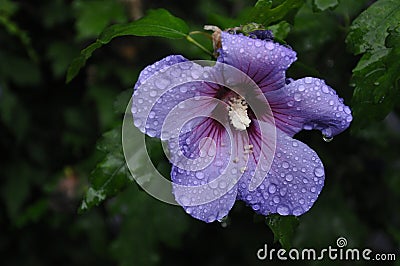 Blue Hawaiian Flower Stock Photo