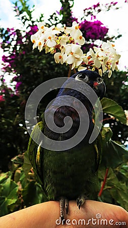 BLUE HEAD PARROT WITH FLOWERS Stock Photo