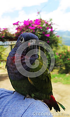 BLUE HEAD PARROT STANDING ON SHOULDER Stock Photo