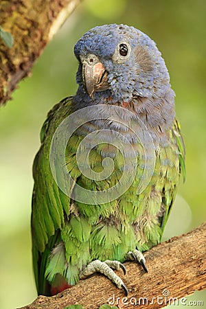 Blue-headed parrot, also known as the blue-headed pionus Pionus menstruous Stock Photo