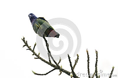 Blue-headed Parrot (Pionus menstruus) Stock Photo