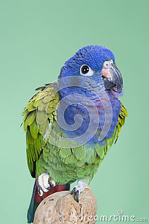 Blue Headed Pionus Stock Photo