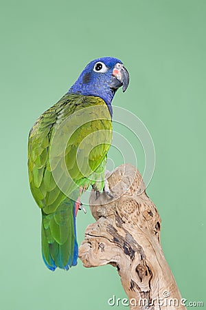 Blue Headed Pionus Stock Photo