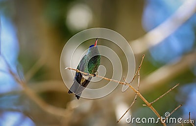 Blue-headed sapphire hummingbird (Hylocharis grayi) Stock Photo