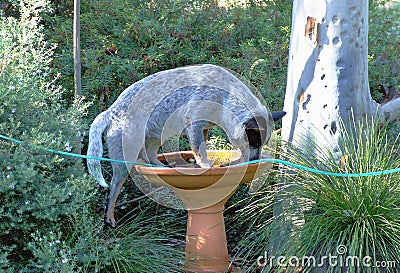 Blue Heeler in the Bird Bath Stock Photo