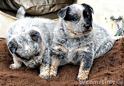 Blue Heeler Puppies Stock Photo