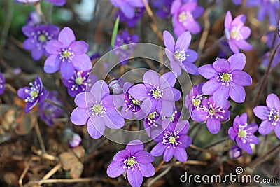 Blue hepatica Anemone hepatica, Hepatica nobilis Stock Photo