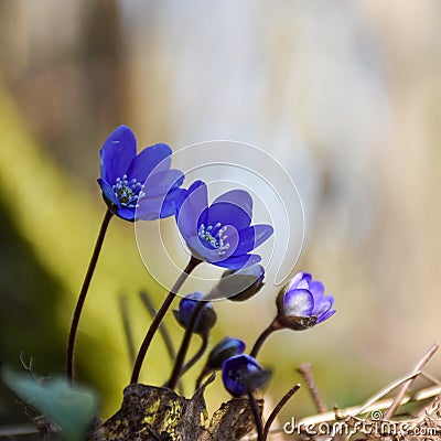 Blue Hepatica flowers just started to bloom Stock Photo