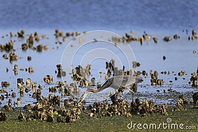 Blue heroine in oyster beds Stock Photo