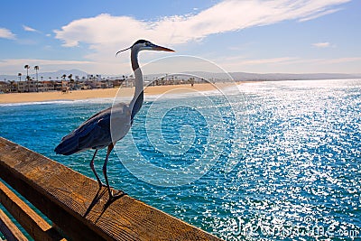 Blue Heron Ardea cinerea in Newport pier California Stock Photo