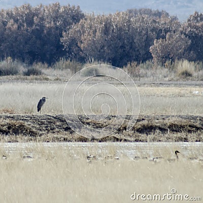 Blue Heron keeps watch over a gaggle of Canadian Geese Stock Photo