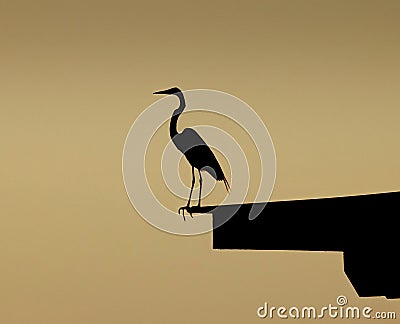 Blue heron perched on dock Stock Photo