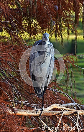 Blue heron portrait Stock Photo