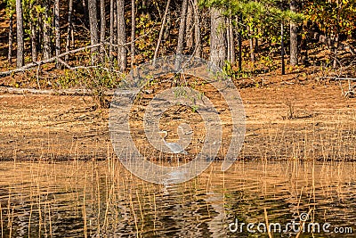 Blue heron walking the shoreline Stock Photo