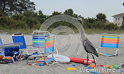 Blue heron watching the sun setting over Gulf of Mexico amongst beach chairs and toys Stock Photo