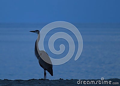 Blue heron peacefully watching the sun begin to rise over Gulf of Mexico Stock Photo