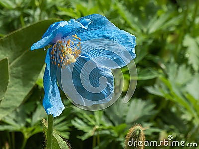 Blue himalayan poppy growing in botanical garden in washington Stock Photo