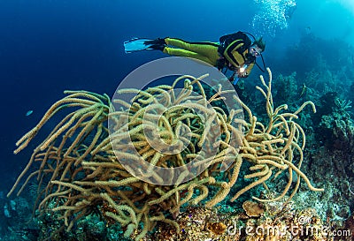 Blue Hole Belize Scuba Diving Editorial Stock Photo