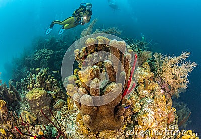 Blue Hole Belize Scuba Diving Editorial Stock Photo