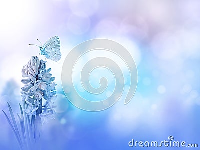 Butterfly and hyacinth purple flower blurred background Stock Photo