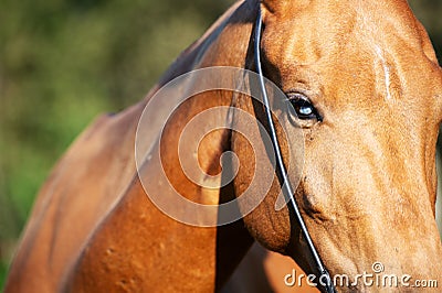 Blue horse eye of Akhalteke mare. close up Stock Photo