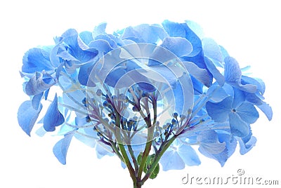 Blue hortensia Stock Photo