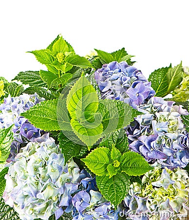 Blue hortensia. beautiful hydrangea on white Stock Photo