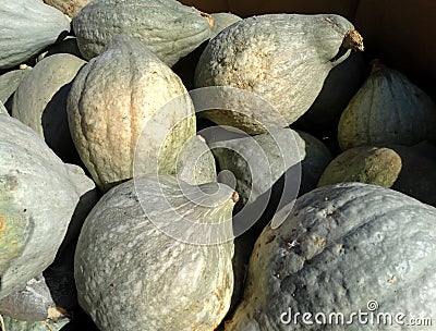 Blue Hubbard squash, Cucurbita maxima 'Blue Hubbard' Stock Photo