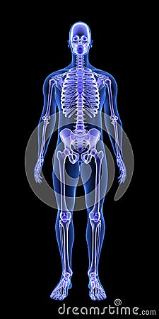 Blue Human Anatomy Body and Skeleton 3D Scan render on black background Stock Photo