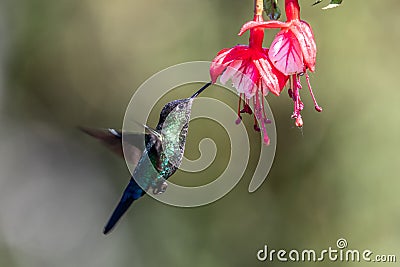Blue hummingbird Violet Sabrewing flying Editorial Stock Photo
