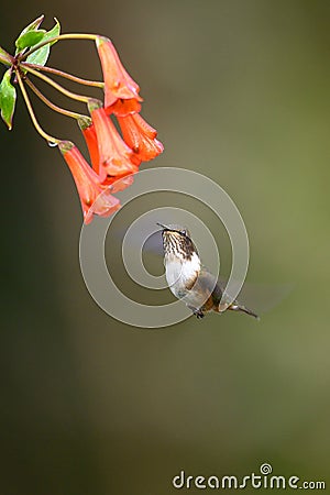 Blue hummingbird Violet Sabrewing flying next to beautiful red flower. Tinny bird fly in jungle. Wildlife in tropic Costa Rica. Stock Photo