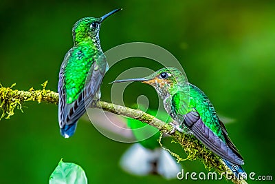 Blue hummingbird Violet Sabrewing flying next to beautiful red flower. Tinny bird fly in jungle. Stock Photo