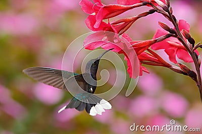 Blue hummingbird Violet Sabrewing near red bloom with pink background in Costa Rica Stock Photo