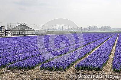 Blue hyacinth field, grenhouse and railway Stock Photo