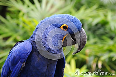 Blue Hyacinth Macaw Stock Photo