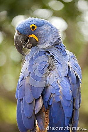 Blue Hyacinth Macaw (Anodorhynchus hyacinthinus) Stock Photo