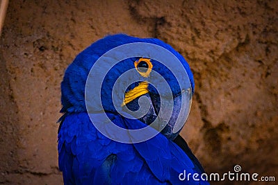 Blue Hyacinth macaw bird peaking Stock Photo