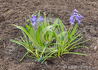 Blue hyacinth with muscari bloomed on a flower bed Stock Photo