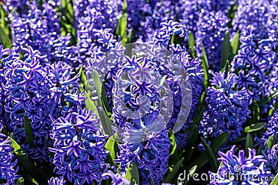 Blue hyacinths bloom in Keukenhof Park. Netherlands Stock Photo