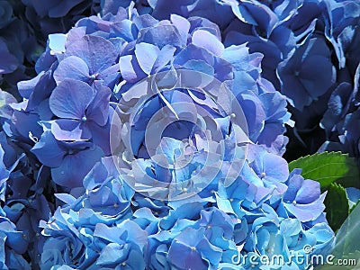 Blue Hydrangea Stock Photo