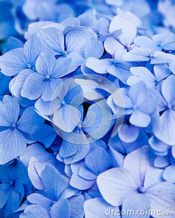 Blue hydrangea flower Stock Photo