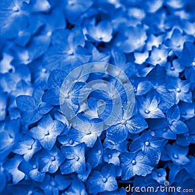 Blue Hydrangea flower Stock Photo