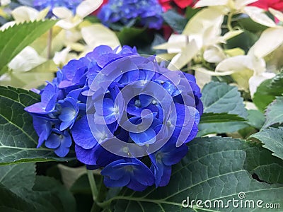 Blue Hydrangea Flowers in Bloom , Close up Stock Photo