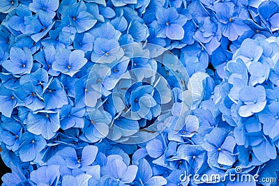 Blue hydrangea large flower head petals close-up Stock Photo