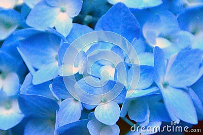 Blue Hydrangea Stock Photo