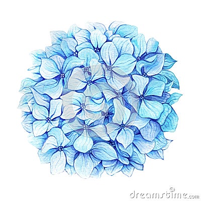 Blue hydrangea Cartoon Illustration