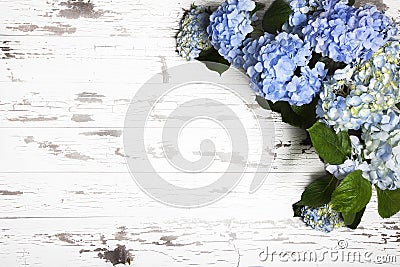 Blue Hydrangeas Old White Boards Stock Photo